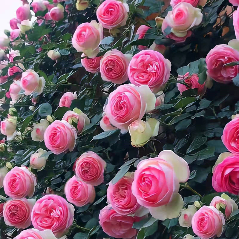 Climbing Vine Chinese Rose Rose Flowering Species Seed Rose Seed Flowering Species