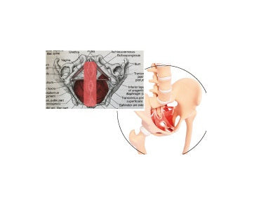 Fitness Training Aid Male Female Pelvic Floor Muscle Massage Therapy Hip Beauty PC Muscle