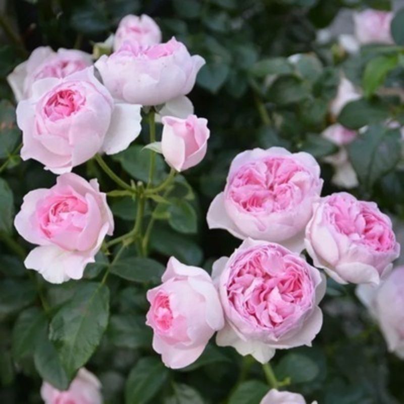 Climbing Wall Rose Seed Seeds Four Seasons Planting Outdoor Garden Flower Seeds