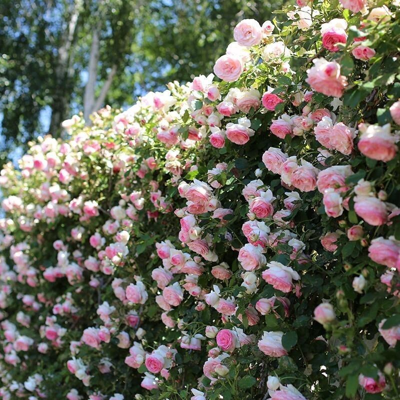 Climbing Wall Rose Seed Seeds Four Seasons Planting Outdoor Garden Flower Seeds