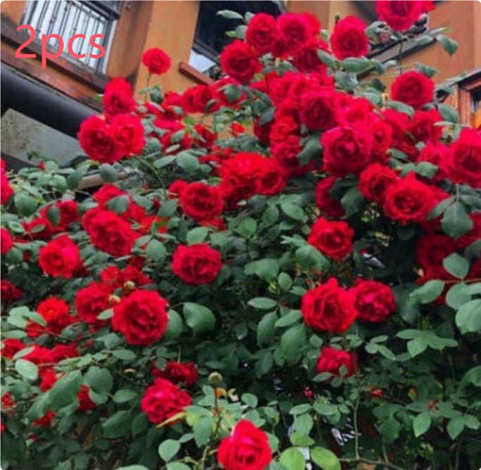 Climbing Wall Rose Seed Seeds Four Seasons Planting Outdoor Garden Flower Seeds