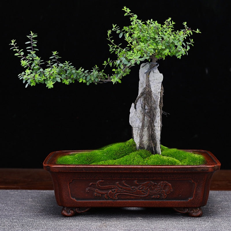 Purple Sand Flowerpot Small Size Antique Square Desktop Bonsai