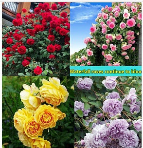 Climbing Vine Chinese Rose Rose Flowering Species Seed Rose Seed Flowering Species