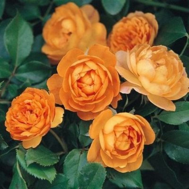 Climbing Wall Rose Seed Seeds Four Seasons Planting Outdoor Garden Flower Seeds