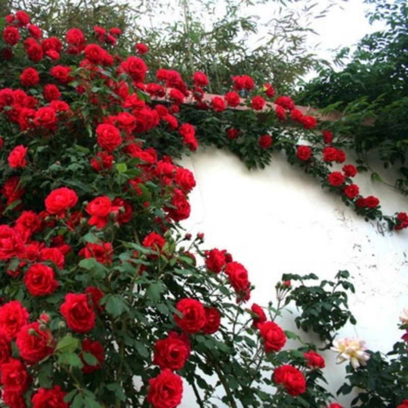 Climbing Wall Rose Seed Seeds Four Seasons Planting Outdoor Garden Flower Seeds