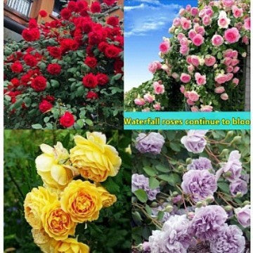 Climbing Vine Chinese Rose Rose Flowering Species Seed Rose Seed Flowering Species