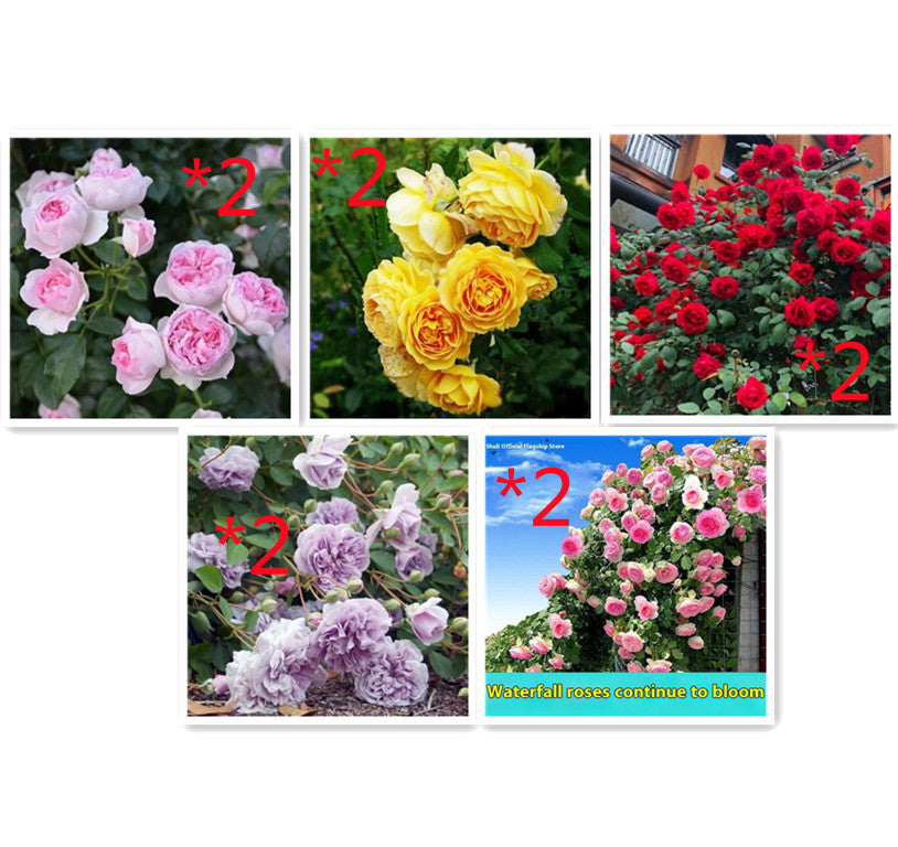 Climbing Wall Rose Seed Seeds Four Seasons Planting Outdoor Garden Flower Seeds