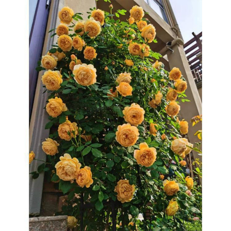 Climbing Vine Chinese Rose Rose Flowering Species Seed Rose Seed Flowering Species
