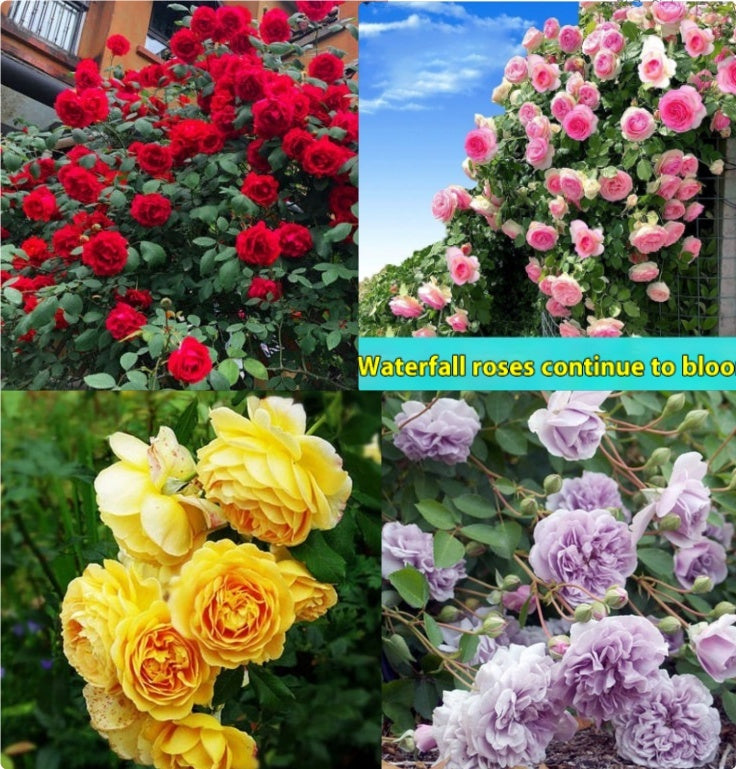 Climbing Wall Rose Seed Seeds Four Seasons Planting Outdoor Garden Flower Seeds
