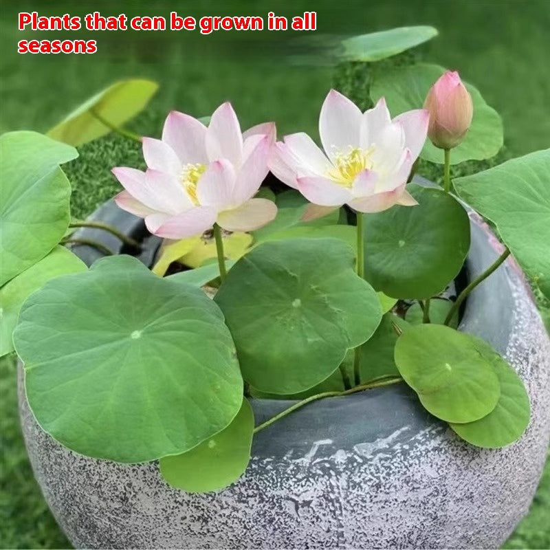 Bowl Lotus Lotus Seed Fish Tank Hydroponic Plant Indoor Hydroponic