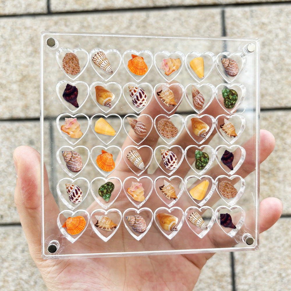 Creative Transparent Acrylic Shell Storage Box