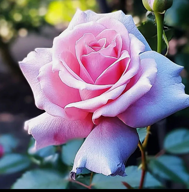 Climbing Wall Rose Seed Seeds Four Seasons Planting Outdoor Garden Flower Seeds