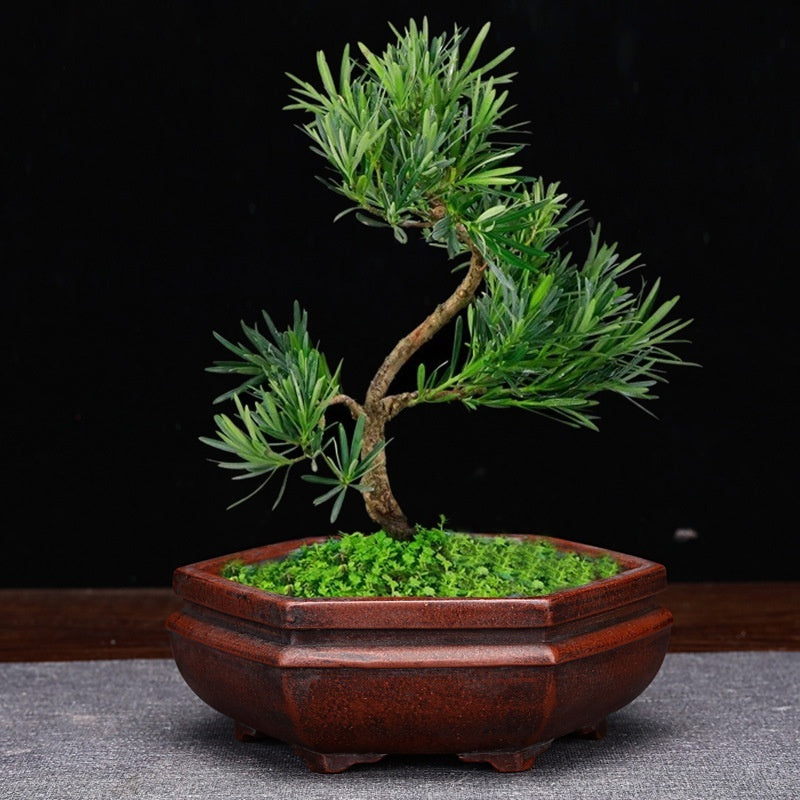 Purple Sand Flowerpot Small Size Antique Square Desktop Bonsai