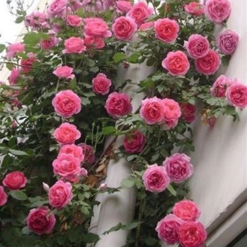 Climbing Wall Rose Seed Seeds Four Seasons Planting Outdoor Garden Flower Seeds
