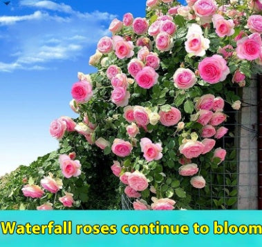 Climbing Wall Rose Seed Seeds Four Seasons Planting Outdoor Garden Flower Seeds